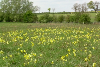 Cribb's Meadow (c) LRWT