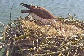 Manton Bay Osprey nest