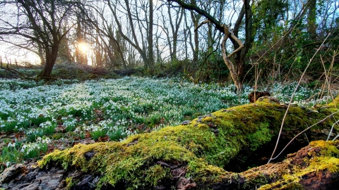 Dimminsdale snowdrops