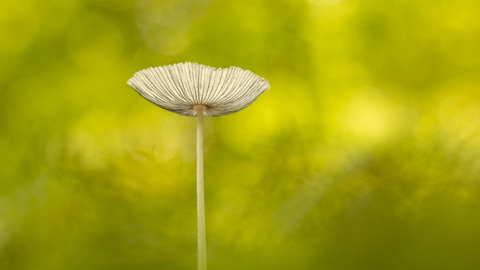 Hare's Foot Inkcap fungus against a blurry light green background.