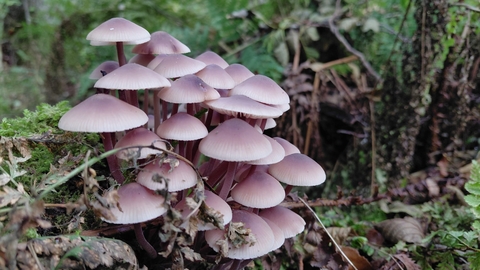 A clump of Lilac Bonnet fungi
