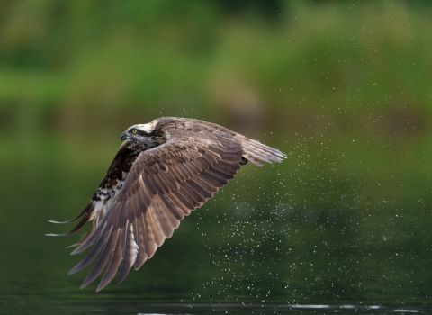 Osprey flying over water