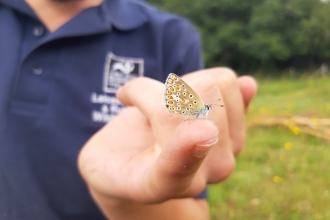 Stonesby Quarry common blue 