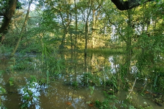 Narborough Bog (c) Ben Devine