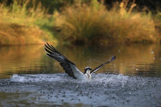 Osprey (c) Pete Murray