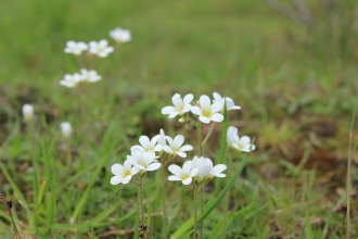 Meadow Saxifrage (c) Keiron Huston