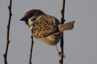 Tree Sparrow taken by Sam Newcombe