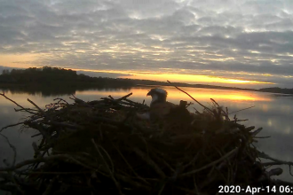 Dawn photo of the Manton Bay nest