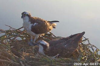 Maya and 33 on the nest