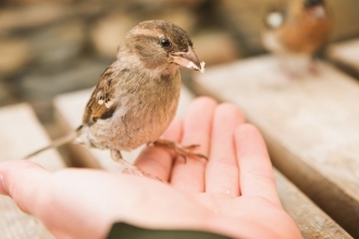 House sparrow