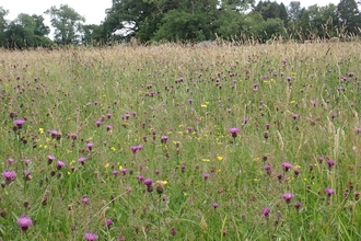 Charnwood forest