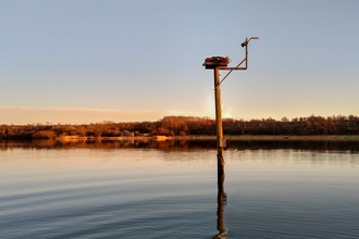 Osprey Nest Webcam 