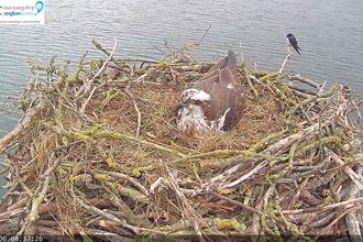 Maya incubating and Swallow behind