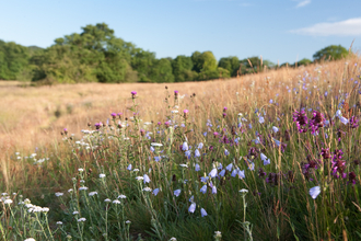 Lea Meadows