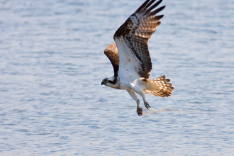 osprey