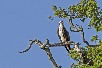 Osprey