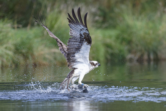 Osprey catch, Credit Ray Kilham