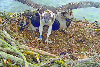 Osprey fledging from nest