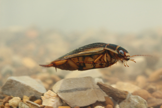 Great Diving Beetle swimming underwater in a pond