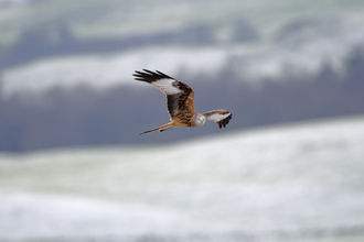 Red Kite