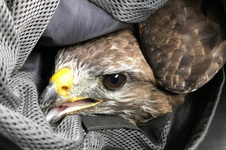 Injured Buzzard - Kevin Caster