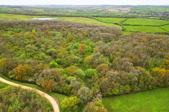 Priors Coppice - Ian Drummond