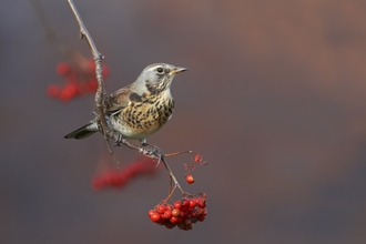 Fieldfare