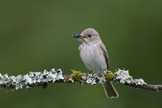 Spotted Flycatcher