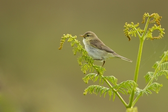 Willow Warbler