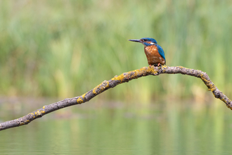 Kingfisher