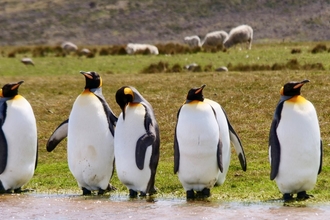 Penguins on the Falkland Islands