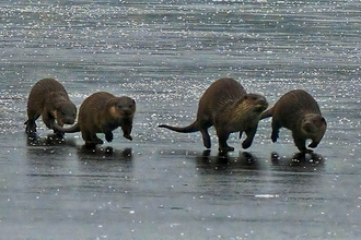 Otters on ice at Rutland Water - Tony Marshall