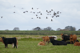 Cranes over Cattle Nene Fens - Charlie Kitchin