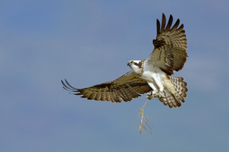 Osprey (c) Andy Rouse-2020VISION