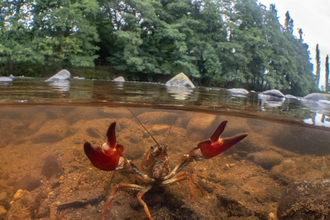 Signal Crayfish