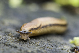 Dusky Slug - Credit Chris Lawrence