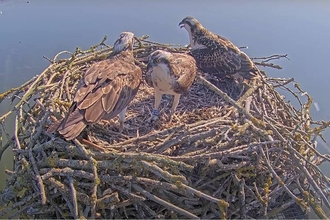 Three Ospreys - Maya, 33(11) and 1R0 - on the Manton Bay nest.