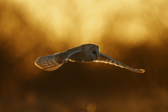 Barn owl - russell savory