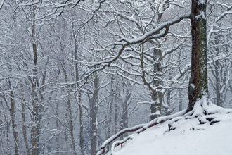 Winter_woodland_c_Don_Sutherland