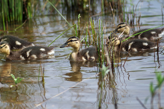 Ducklings