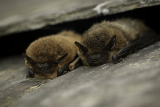 Bats - Couple