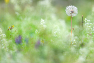 wildflowers