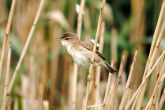 warbler