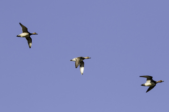 wigeon in sky