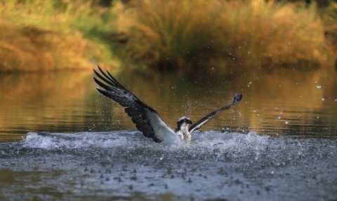 Osprey (c) Pete Murray