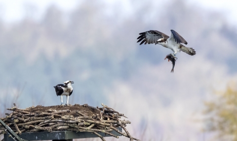 Osprey Nest Manton Bay