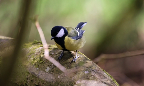 Great Tit (c) David Hopley