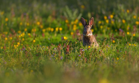 rabbit