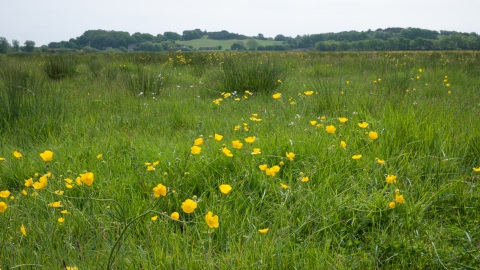 Coastal and floodplain grazing marsh