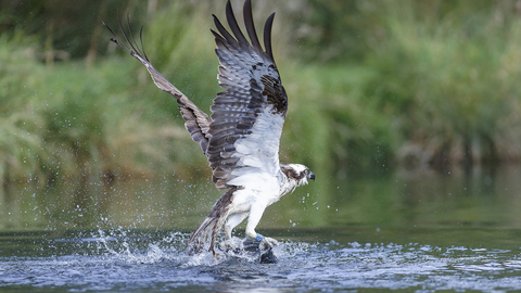 Osprey catch, Credit Ray Kilham